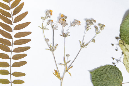 Collection of dried plants, herbarium, white background, top view.の写真素材