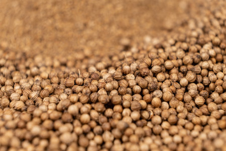 Coriander grains whole and ground natural seasoning.の写真素材