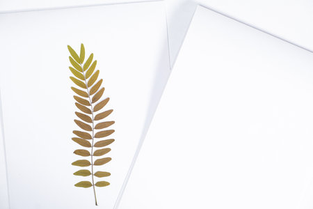 Dried Gleditsia honey locust branch herbarium
