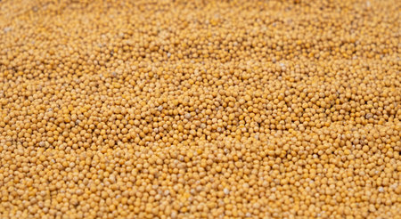 Yellow Dry Mustard Seed Background, Natural Organic Seasoning.