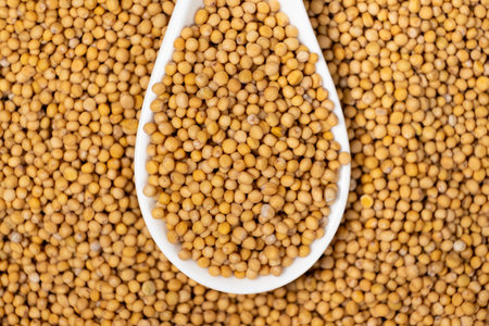 Mustard seeds in a spoon, natural organic seasoning.の写真素材