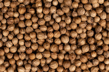 Coriander grains macro top viewの写真素材