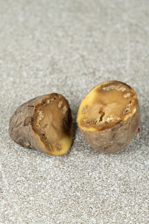 Close-up of cut rotten potatoes.の写真素材
