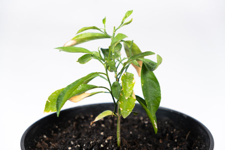 Yellow leaves of a young orange tree. Difficulties in growing an orange tree, gardeningの写真素材