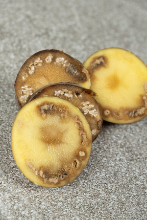 Close-up of cut rotten potatoes.の写真素材