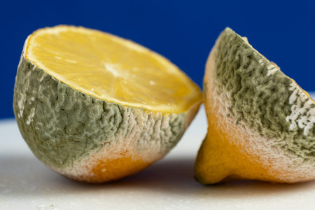 Decomposing Lemon with Fuzzy Mold Formation.の写真素材