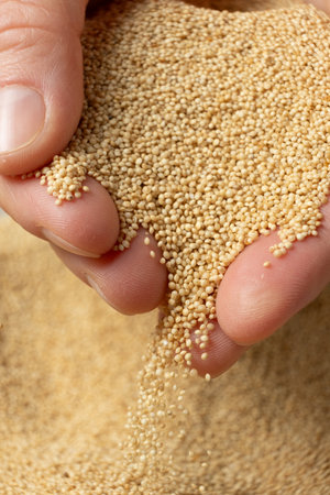Hands pouring organic amaranth grains close-upの写真素材