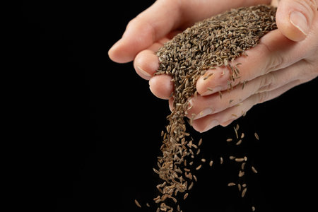 Hands pouring natural seasoning whole cumin seeds on a black background.の写真素材