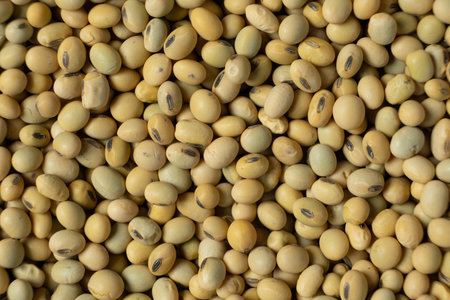 Organic raw soybeans close-up, vegan superfood, top viewの写真素材
