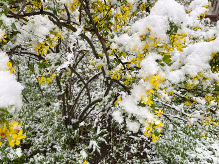 A flowering currant bush is covered with snow.の写真素材