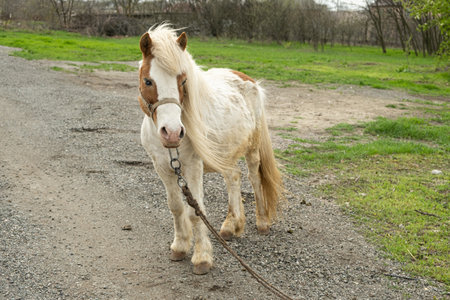 Cute young white pony in the countryside in spring.の写真素材
