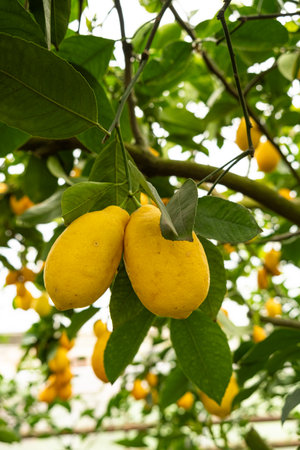 Meyer Lemon Tree with Ripe Yellow Fruits.の写真素材