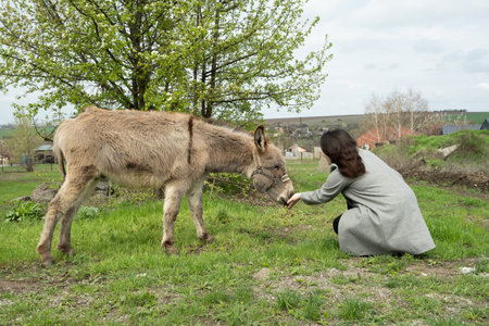 A woman feeds a donkey in the spring. Love for animalsの写真素材