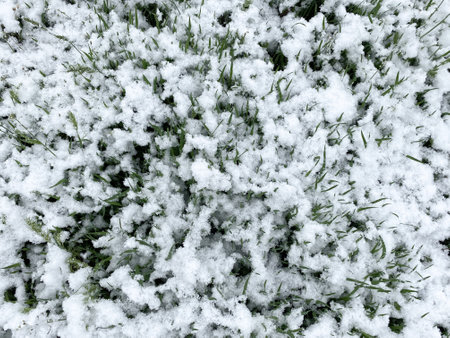 Snow on green fresh spring grass. Climate and weather.の写真素材