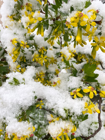 A flowering currant bush is covered with snow.の写真素材