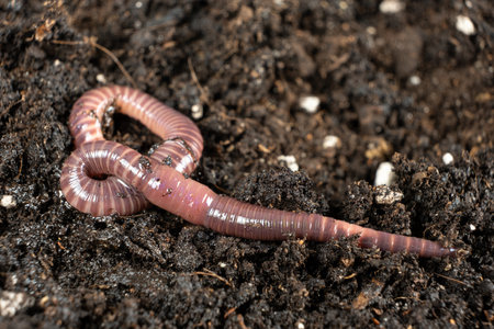 Big beautiful earthworm in the black soil, close-up.