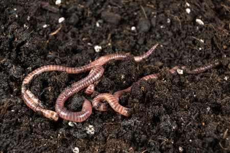 Group of Earthworms Crawling on Moist Soil.