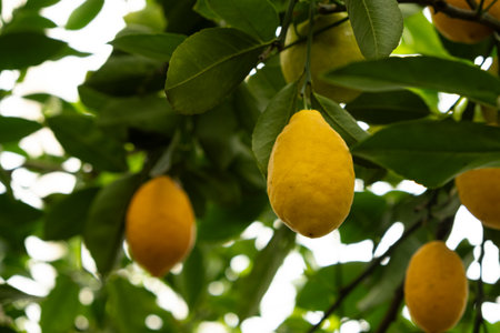 Fresh Yellow Lemons Ripening on Meyer Lemon Tree.の写真素材