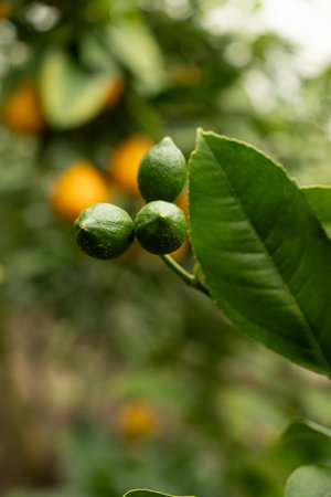 Green unripe lemons on a tree branch close-upの写真素材