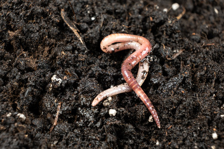 Earthworm on Soil Close-Up Macro View,の写真素材