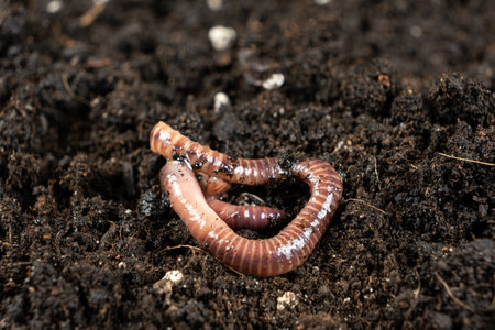 Earthworm on Soil Close-Up Macro View,の写真素材