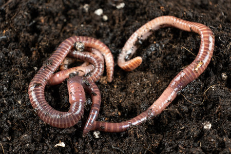 Compost Worms in Organic Garden Ground.の写真素材