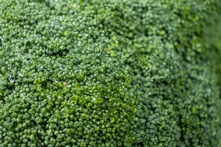 Vibrant Green Broccoli Head Close-Up with Rich Detailの写真素材