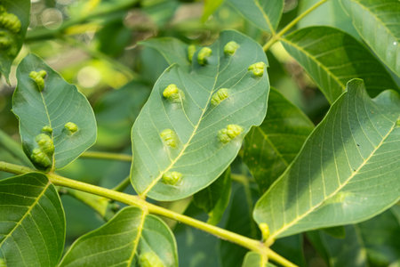 Walnut Leaves with Yellow Oval Galls Caused by Gall Mites.の写真素材