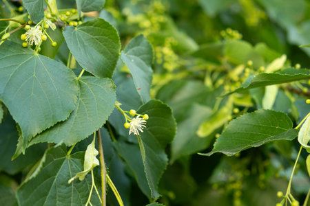 Linden Tree Flowers Blossom and Fruits Ripe Nuts on a Branch Tree.の写真素材