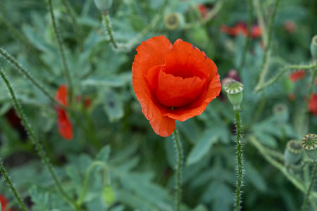 Red Poppy Flower in Bloom, Close-Up on Natural Background.