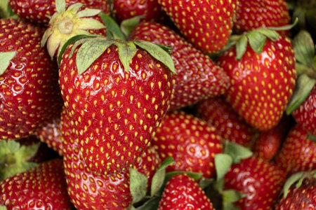 Berry summer background. Close-up of fresh strawberries.の写真素材