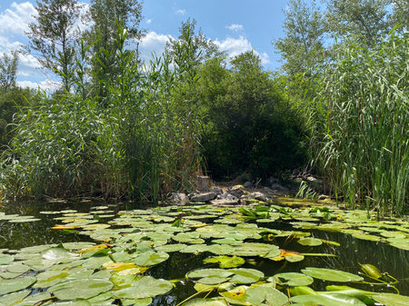 Water lilies in the river, untouched wildlife of Europe.の写真素材