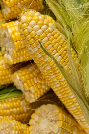 Close-up pile of fresh ripe corn cobs