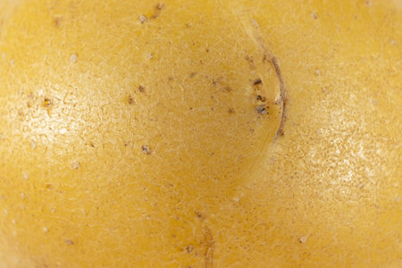 Close-Up Macro Of Raw Potatoes Showing Rustic Surface.の写真素材