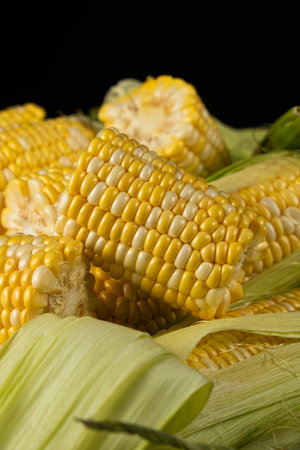 Macro shot of fresh raw corn cobs with green leaves