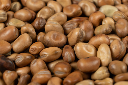 Whole dried raw uncooked vicia faba beans macro.