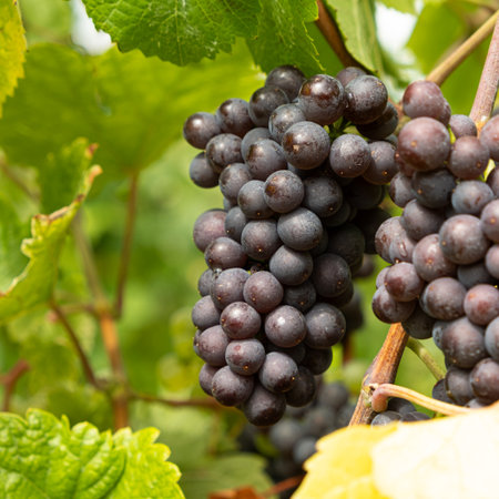 Natural Macro Shot of Grapes on a Vineyard Plant.