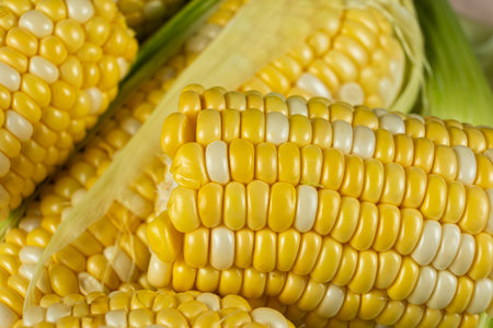Raw fresh corn cobs with vibrant yellow kernels close-up.の写真素材
