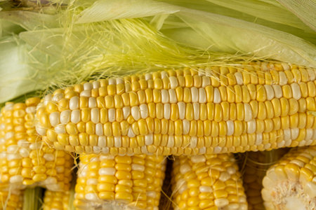 Macro shot of fresh raw corn cobs with green leavesの写真素材