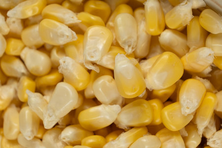 Fresh Raw Corn Kernels Macro Top View Texture.の写真素材