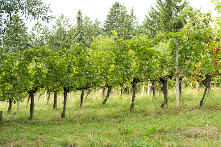 Vineyards in Austria in September, harvest, winery.の写真素材