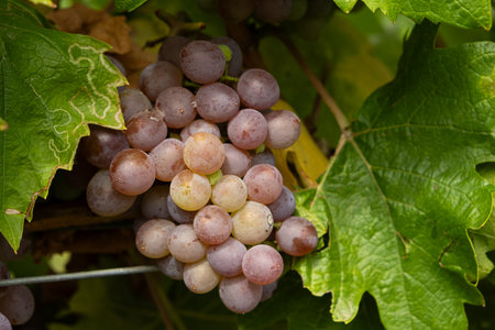 Natural Macro Shot of Grapes on a Vineyard Plant.の写真素材