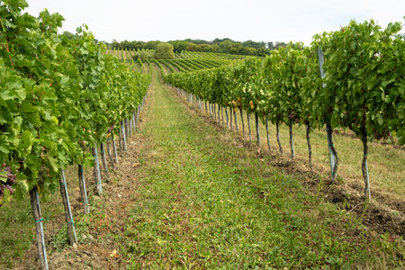 Panoramic View of Lush Vineyards with Ripening Grapes.の写真素材
