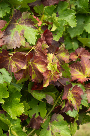 Grape leaves that have changed color, vineyard diseaseの写真素材