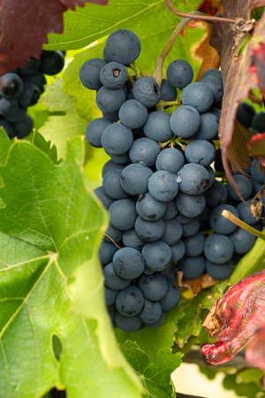 Natural Macro Shot of Grapes on a Vineyard Plant.