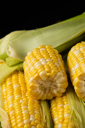 Fresh raw corn cobs close-up with green husks.