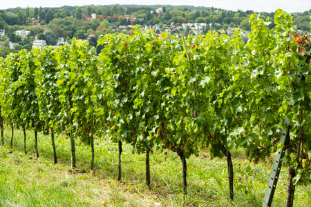 Vineyards in Austria in September, harvest, winery.