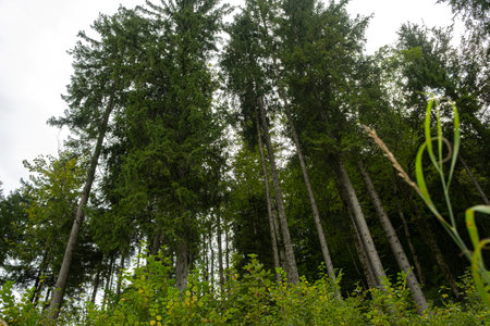Tall Alpine Trees Seen from Below, Majestic Forest Perspective.
