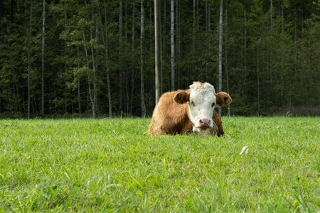 Portrait of a beautiful alpine cow lying on a green meadow near the forest.