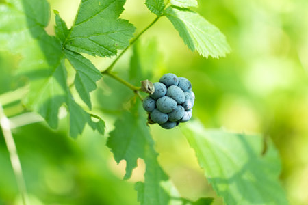 Wild Forest Blackberry. Ripe Natural Berries Growing in the Summer Woods.